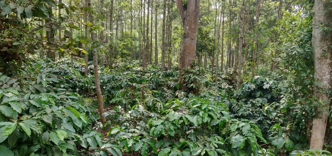 Rai Cottage @ Coorg ,Suntikoppa ภายนอก รูปภาพ