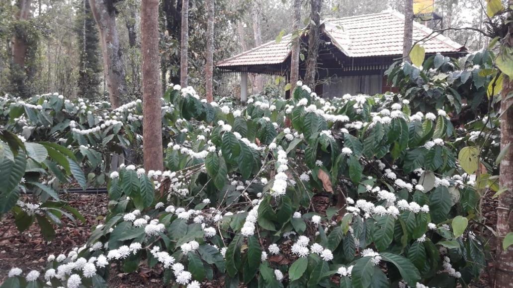 Rai Cottage @ Coorg ,Suntikoppa ภายนอก รูปภาพ